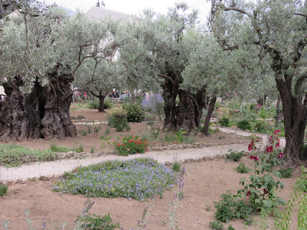 30 Gethsemane trees Garden of Gethsemane