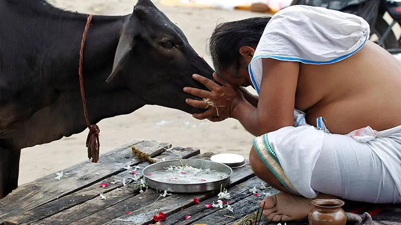Gau Seva: Why Caring for Sacred Cows Transforms Your Karma