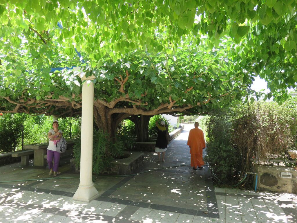 87 Apostles bodhi Tree outside the Greek Orthodox Church of the Twelve Apostles